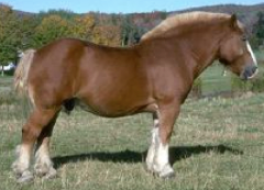 Equine breed that is heavy and powerful. Most chestnut and roan colored, blonde hair on tail and markings, feathered fetlocks, cropped tail. Cold blooded. Most popular draft horse in the US. Once working horses.