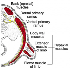 dorsal primary rami