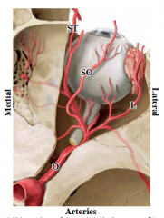 Internal carotid a. 


-> Opthalmic (O)


 


Opthalmic a. 


-> Lacrimal (lateral)


-> Supra-orbital (med)


-> Supratrochlear (most med; near Trochlear n., CN IV)


 


Superficial portion