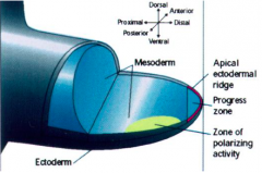 the cuboidal ectoderm