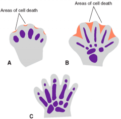 • Cell death in the AER separates ridges into 5 parts – 5 digits grow out under influence of 5 ridge parts


• Mesenchyme condenses to form cartilaginous digits


• By d56, digit separation is complete 