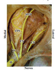 Superficial 


 


CN II = Optic n. (going thru optic canal)


 


CN IV = Trochlear n. (motor to sup. oblique)


 


CN V (Trigeminal) -> CN V1 (Opthalmic) ->


 


**Lat. -> medial


 


1) Lacrimal n. (LN) - sensory to...