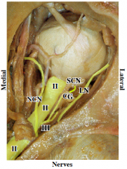 Is this superficial or deep? 


 


Name the nerves shown here. 


 


Which are sensory and which do motor?
