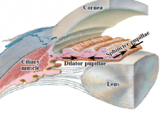 Cornea = avascular 


 


Intraocular muscles 


- All smooth muscle 


- Change lens or pupil


 


Lens


- Ciliary muscle


Accomodation: Contract -> change lens shape -> focus the eye


 


Pupil (size)


 


- S...