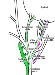 Ciliary ganglion (CG), one of the 4 PSGs (parasymp. ganglia, in head). 


 


Autonomic innervation (has symp., parasymp. fibers). 


 


Nerves: 


 


- Nasociliary (deep branch of CN V1)


= sensory 


 


Nasociliary ...