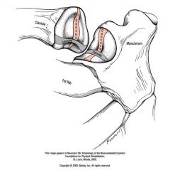 STERNOCLAVICULAR JOINT