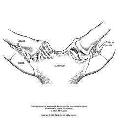 LIGAMENTS THAT SUPPORT THE STERNOCLAVICULAR JOINT