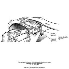 ACROMIOCLAVICULAR JOINT