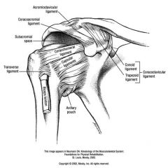 GLENOHUMERAL JOINT :
GENERAL FEATURES