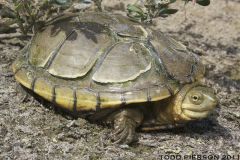 yellow mud turtle