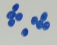 Gram+  Staph(cluster) bacteria