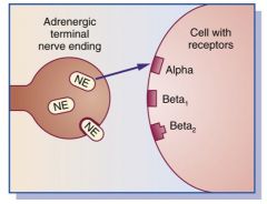 The sympathetic nervous system is also called the adrenergic system because at one time it was believed that adrenaline was the neurotransmitter that innervated smooth muscle. The neurotransmitter, however, is norepinephrine.

The adrenergic receptor or