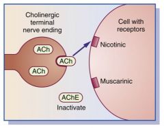 The parasympathetic nervous system is called the cholinergic system because the neurotransmitter at the end of the neuron that innervates the muscle is acetylcholine. (p. 255)