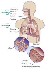 The respiratory tract is divided into two major parts: (1) the upper respiratory tract, which consists of the nares, nasal cavity, pharynx, and larynx, and (2) the lower respiratory tract, which consists of the trachea, bronchi, bronchioles, alveoli, and 