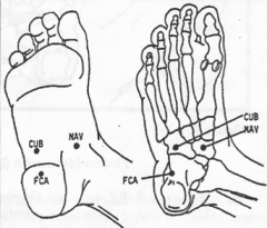 Tibialis posterior
Plantar foot of navicular bone (medial).
Pt prone with knee flexed. 
Medially rotate foot into INVERSION (internally rotate). Support your second finger with your third finger, and use pressure from other hand to accomplish this.