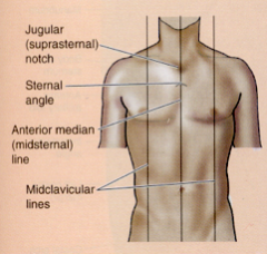 Anterior Median (midsternal) Line- vertical line through sternum in mid-saggital plane

Midclavicular Lines (MCLs)- vertical through midpoints of the clavicles, parallel to median line