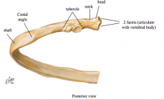 Head- has two facets, Neck, Tubercle (articulates with transverse proces), shaft (thin flat, curves)

Costal angle- MC site of rib fracture, weakest point of rib