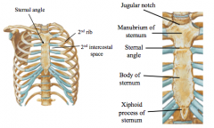 3 segments: manubrium, body and zyphoid process

manubrium- jugular (supersternal) notch, articulations iwth clavicle and 1st rib

Body- articulates with the manubrium, forms the sternal angle (bifurcation of trachea/carina, beginning and ending of ao