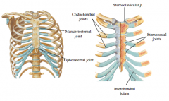 Major- 
costochondral joints, 
sternocostal (articulation between costal cartilage and sternum), 
sternoclavicular joint (contains disc- critical for shoulder girdle function)

Minor:
Interchondral joints (articulation between costal cartilage of lo