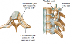 Major joint-

includes articulation with vertebral (and TP where appropriate)