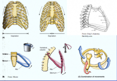 inspiration- increase in AP and transverse diameter of rib cage d/t bucket handle motion of ribs