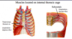 Transversus thoracis- expiration (depresses ribs), located along internal ribs, located on internal anterior thoracic cage

Subcostal Muscles- inspiration (elevate ribs), located on internal portion of the ribs, located on internal posterior thoracic ca