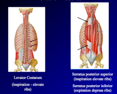 Levator costarum- inspiration (elevate the ribs), attach to ribs and transverse processes of C7-T11, located on external posterior thoracic carriage

Serratus posteiror superior-inspiration (elevates ribs)
Serratus posterior inferior- expiration (depre