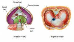 Diaphragm- innervated by phrenic nerve (C3-5) provides motor and sensory components of diaphragm
major muscle of inspiration, contraction will flatten diaphragm- increasing thoracic volume (pressure changes cause increase of air into the lungs)
central 