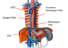Azygous vein- right posterior internal rib cage, drains into SVC

Hemiazygous and accessory hemizygous veins- located on left posterior internal rib cage, hemiazygous drains, drain segmental portions of thorax