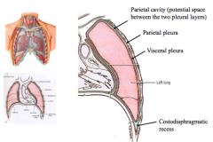 Parietal Cavity- potential space between the two pleural layers, libricated by serous pleural fluid, allows layers to glide smoothly
Parietal Pleura- lines the thoracic wall and diaphragm
Visceral pleura- invests the lungs
Costodiaphragmatic recess- pl