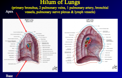 root of each lung (site where the lung becomes covered by visceral pleura), opaque on film

primary bronchus, 
2 pulmonary veins (superior and inferior), 
1 pulmonary artery (eventually supply pulmonary capillaries for gas exchange), 
bronchial vesse