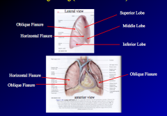 3 lobes separated by oblique fissure and horizontal fissure
superior, middle and inferior lobe
right lung eventually divides into 10 bronchopulmonary segments (2- superior, 3- middle, 5- inferior)