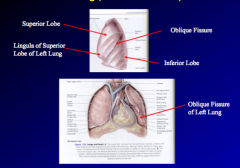 Left lung- 2 lobes separated by oblique fissure, superior and inferior lobes
Lingula- similar to middle lobe of right lung, placement due to heart

Left lung eventually divides into 10 bronchopulmonary sgements (5 superior, 5 inferior)