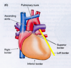 primarily left ventricle and some left atrium