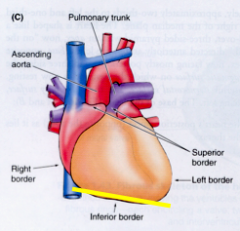 primarily right ventricle and some left ventricle