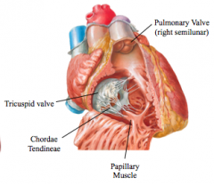 Right Ventricle- tricuspid valve, papillary muscle/chordae tendinae, pulmonary valve