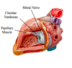 Left ventricle- bicuspid valve, papillary muscle/chordae tendonae, aortic valve