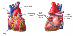 Great Vessels- 

SVC- returns blood back to right atrium from areas superior to diaphragm (except from heart and lungs)

IVC- returns blood back to the right atrium from areas inferior the diaphragm

Pulmonary Trunk- sends oxygenated blood from righ