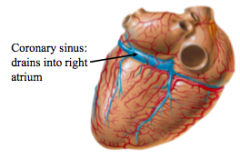 Cardiac Veins- most of the cardiac veins drain into the coronary sinus, coronary drains directly into the right atrium, great, middle, small cardiac veins and oblique vein of the left atrium all empty into coronary sinus, anterior cardiac vein and smalles