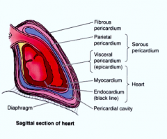Pericardium- double walled, fibroserous sac

Outside sac- fibrous pericardium attaches to diaphragm via pericardiacophrenic ligament, attaches to sternum via sternopericardial ligament

Inside sac- serous pericardium, similar to pleura of lungs, heart