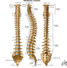 33 vertebrae

7 Cervical, 12 thoracic, 5 lumbar, 5 fused sacral, 4 fused coccyx
