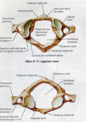 ring shaped, no spinous process or body

consists of anterior and posterior arches with TPs

Anterior/posterior tubercles instead of spinous process

Lateral mass- superior facets articulate with occipital condyles (flexion and extension motion), in