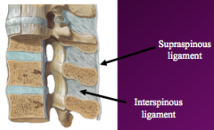 Interspinous ligaments (thin membranous ligament)- connect adjacent spinous processes, attach along inferior and superior position of SP

Supraspinous ligaments (cord like ligament)- connect adjacent spinous processess, attachement of apices of each SP,