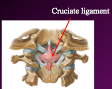 Cruciate Ligament (perviously known as cruciform ligament)

cruciate ligament= transverse ligament + superior/inferior longitudinal bands

function- stabilizes dens against anterior arch of C1, acts as posterior wall and forms "socket" for dens