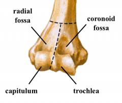 Coronoid fossa and radial fossa- of three distal humerus fossa, anterior surface

capitulum- articulation for radius (round=rotation)

Trochlea- ulna node for flexion