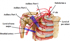 Overview of pathway 

Aorta

Subclavian artery…..R/L Difference
•	Right: brachiocephalic trunk and then becomes subclavian artery   
•	Left:  subclavian artery

Axillary artery
•	Arises from subclavian artery
•	Begins: outer border of first rib
