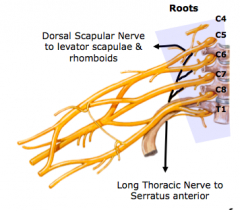 C.	Roots
1.	formed by ventral rami of spinal nerves C5-T1
2.	pass through anterior and posterior scalene muscles
3.	roots merge to form the three trunks
4.	2 peripheral nerves emerge from roots 
a.	dorsal scapular n
b.	long thoracic n