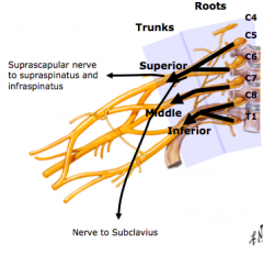 Trunks
1.	superior trunk = C5 – C6
2.	middle trunk = C7
3.	inferior trunk = C8-T1
4.	each trunk divides into anterior and posterior to form divisions
5.	one peripheral nerve emerges from trunks
a.	nerve to subclavius