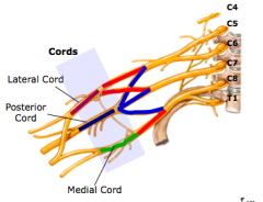 Cords
1.	Lateral cord formed from anterior divisions of superior and middle trunk
2.	Medial cord formed from anterior division of inferior trunk
3.	Posterior cord formed from posterior divisions of all three trunks
4.	cords are named according to thei