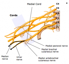 Branches- medial cord divides into
a.	lateral cord and medial cord merge to form median n
b.	medial pectoral n
c.	medial brachial cutaneous n
d.	medial antebrachial cutaneous n
e.	ulnar n